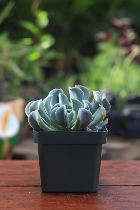 What are the benefits of succulent