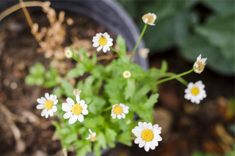 Montauk Daisies • How to Grow Montauk Daisies in a Container or Pot