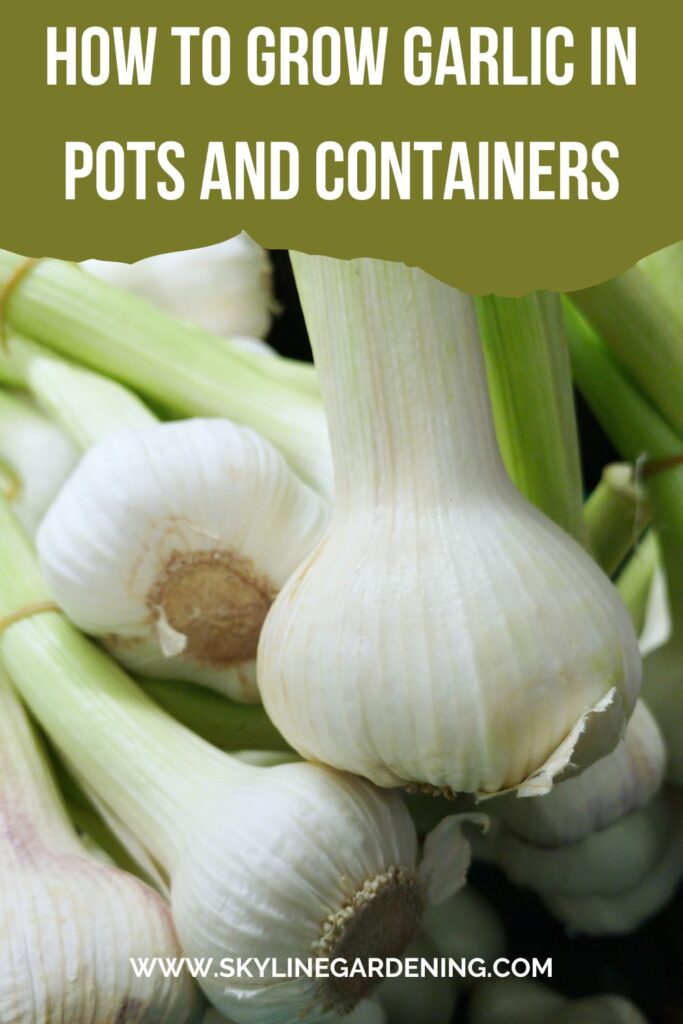 Grow Garlic in Pot
