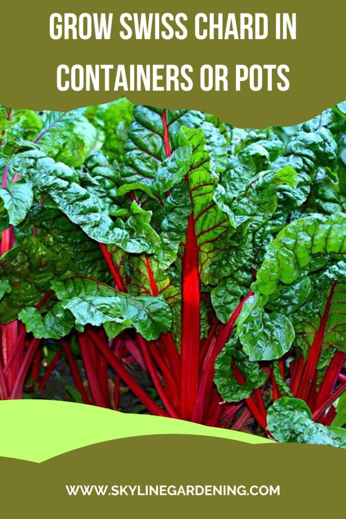 Grow Swiss Chard in Containers