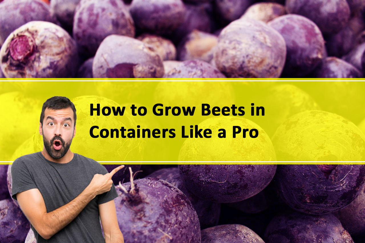 Grow Beets in Containers