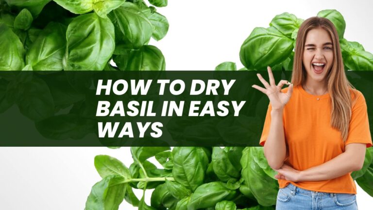 How to Dry Basil In Easy Ways