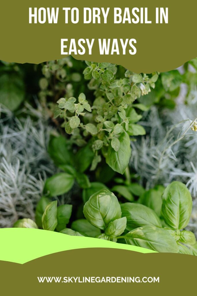 How to Dry Basil • How to Dry Basil In Easy Ways